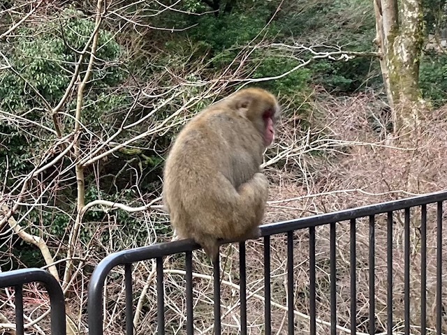 箕面焼 松田箕山 猿 置き物猿、猿、そして猿 | 100歳100km物語